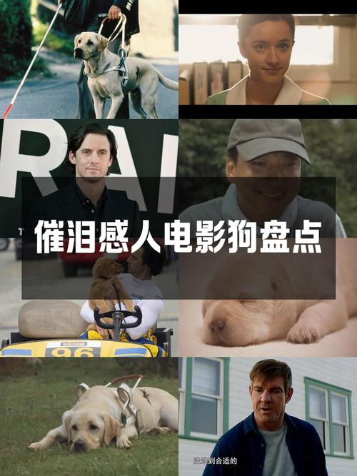 影视狗