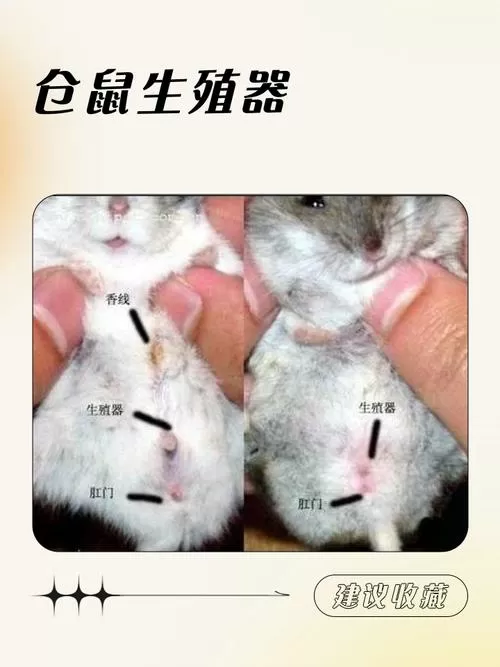 如何判断仓鼠是否活着图标