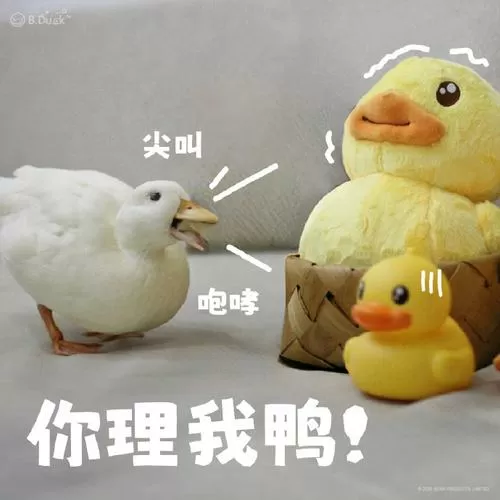 托嘎小黄鸭