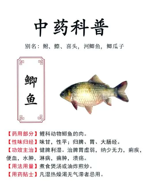 鲫鱼吃多了有害处吗图标