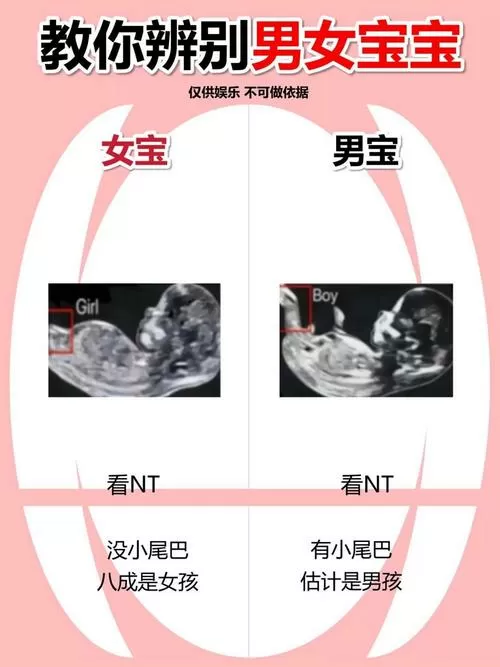 nt动漫最新版在线男人版