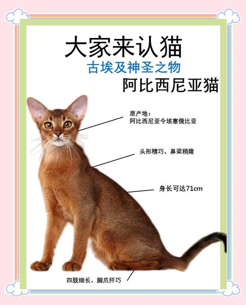 埃及圣猫去广告
