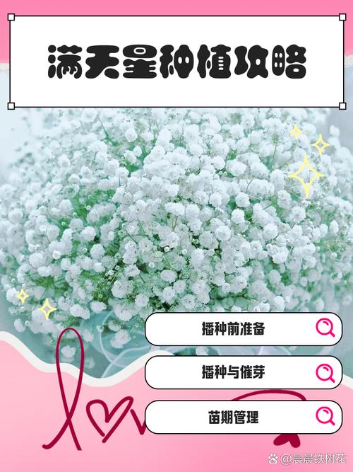 满天星的种植方法和时间纪念版