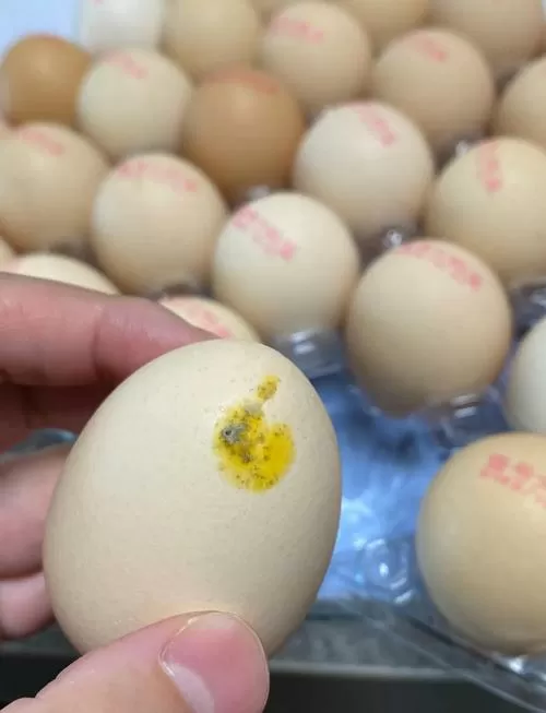 鸡蛋表面有霉点
