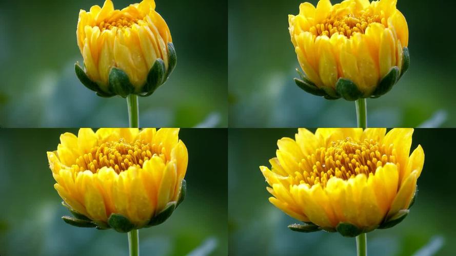 菊花视频