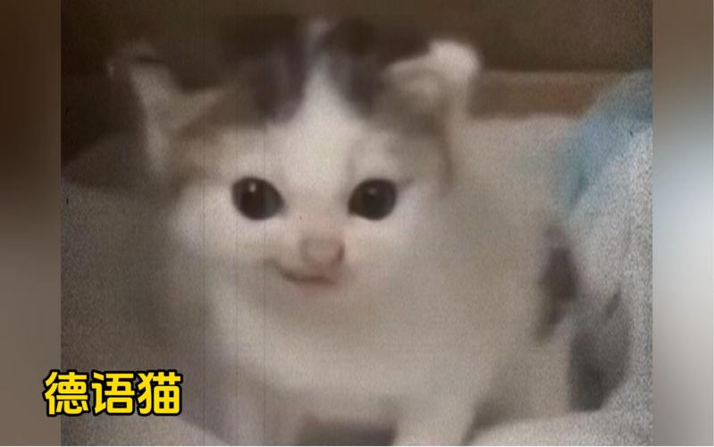 猫啵视频