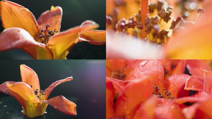 花蕊视频