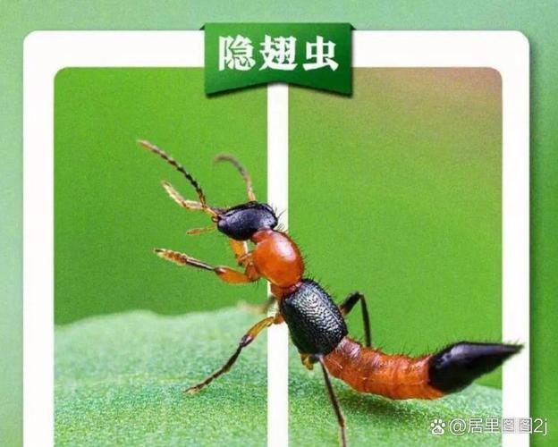 隐翅虫