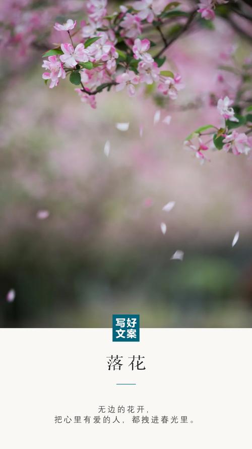 落花无生看广告赚