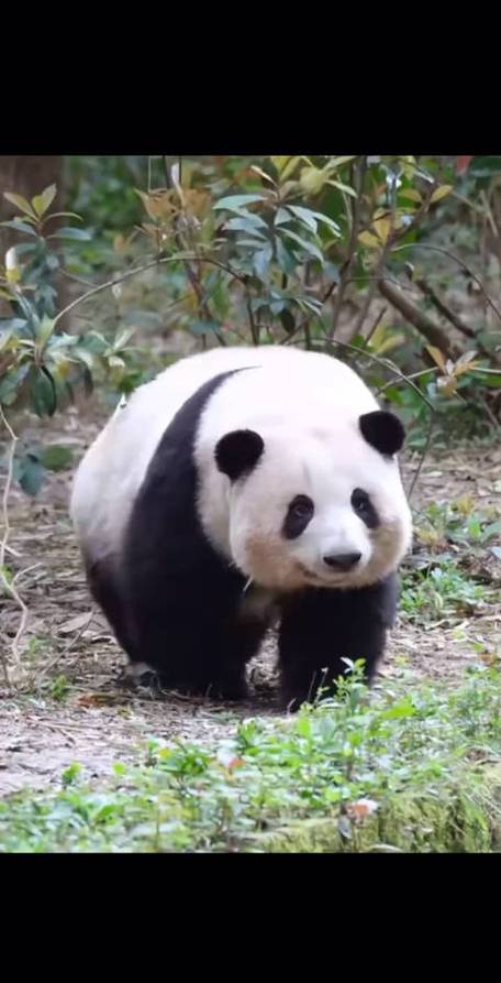 熊猫走路多