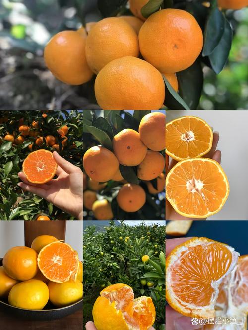 蜜桔