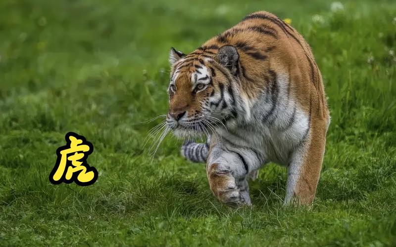 猛虎短视频