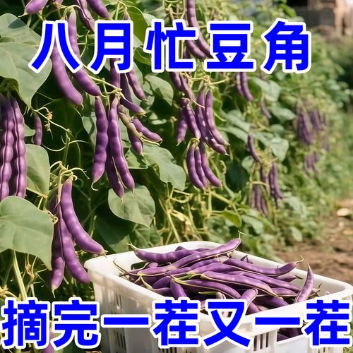 花菜资讯app