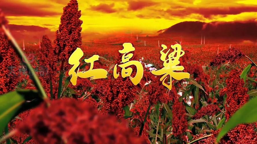 红高粱直播平台图标