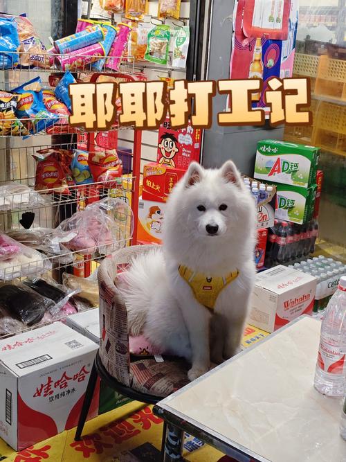 萨摩耶抢单赚钱图标