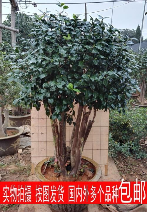 CSH茶树花