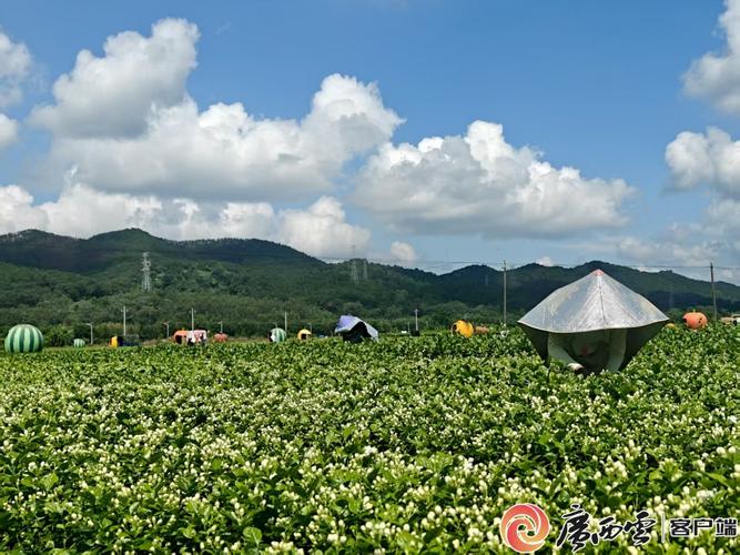 茉莉网v372图标