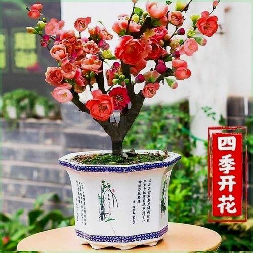 海棠10站安全连