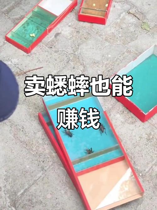 养蟋蟀赚钱