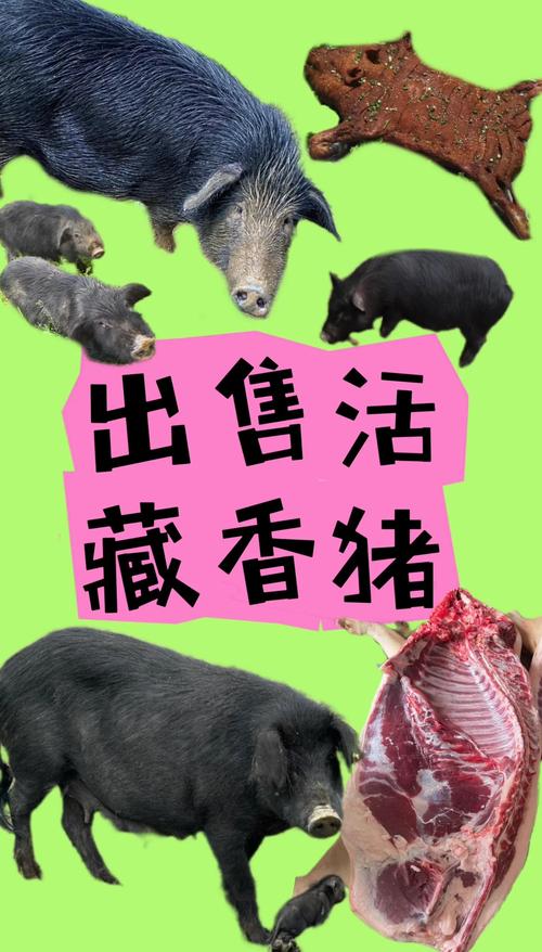珍猪网