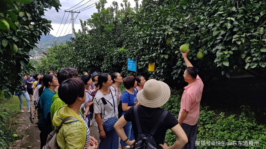 微派农场果园金钱