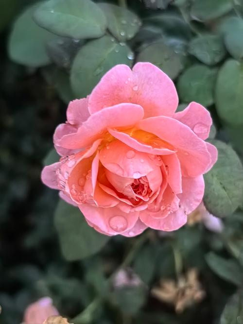 一朵花