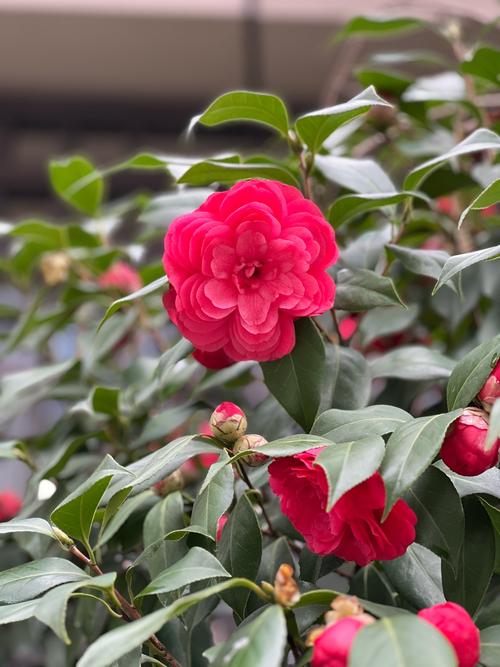 山茶花