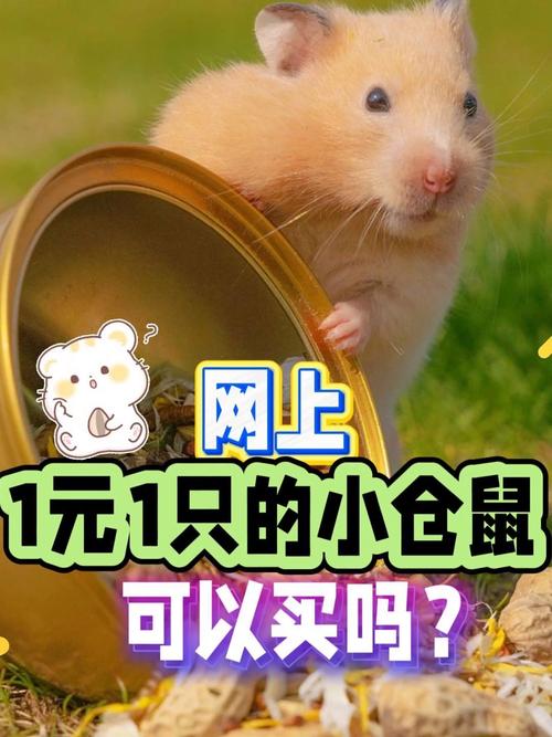 小小仓鼠红包版