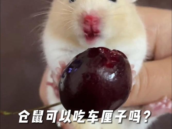 仓鼠短视频
