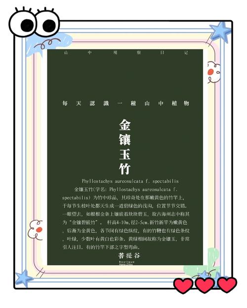 金镶玉阅读文章邀