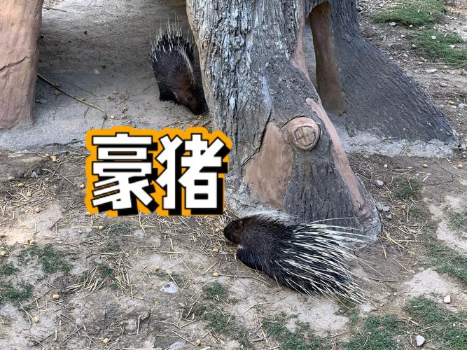 豪猪转发
