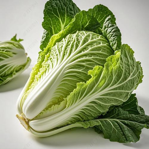 大白菜