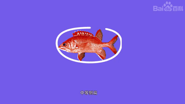 赤鱼漫画手机版免图标