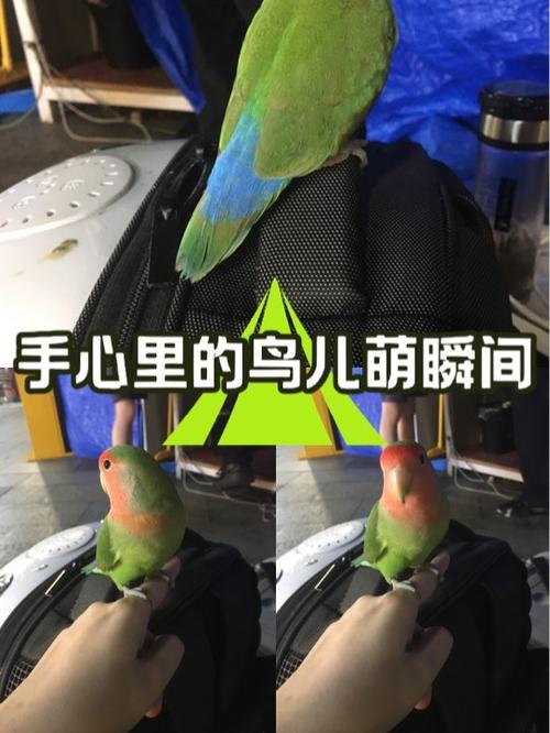 鹦鹉网红包版