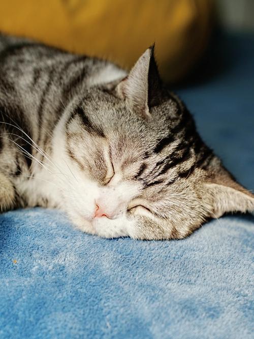 睡眠喵