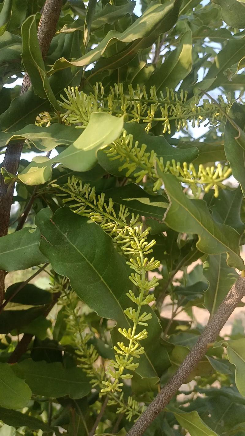 坚果花