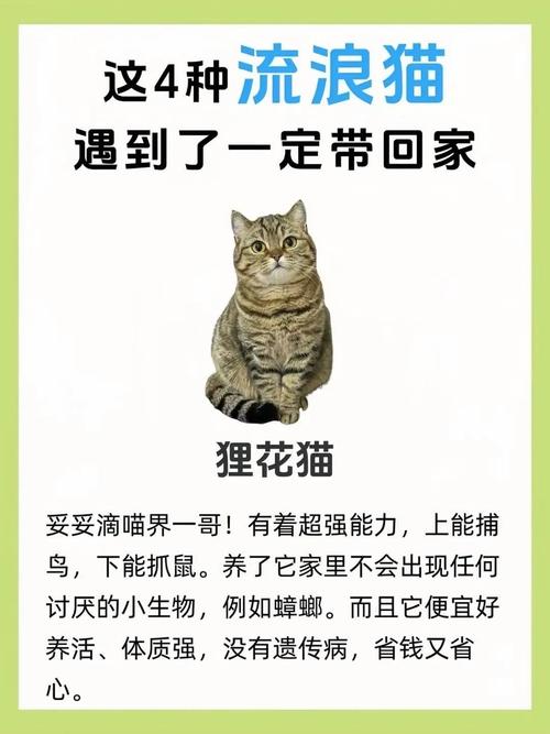 猫咪宝藏官网版