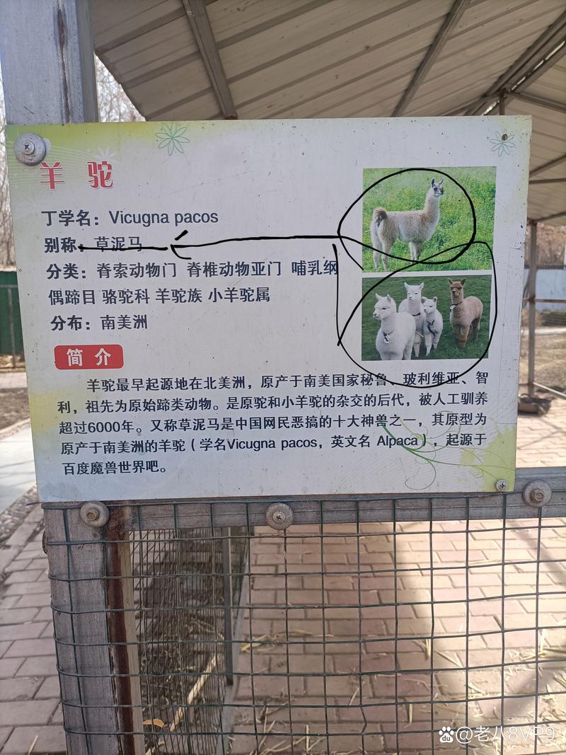 羊驼免费小说安卓