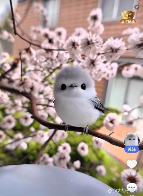 雏鸟短视频手机版