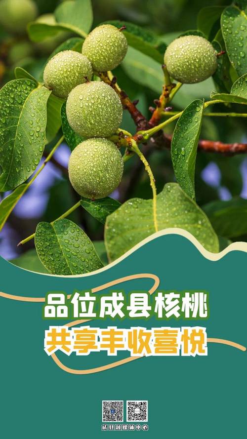 核桃省钱手机版图标