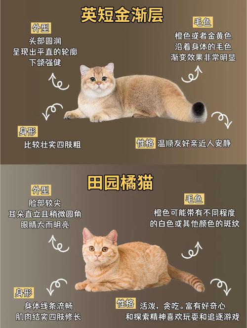 橘猫分期