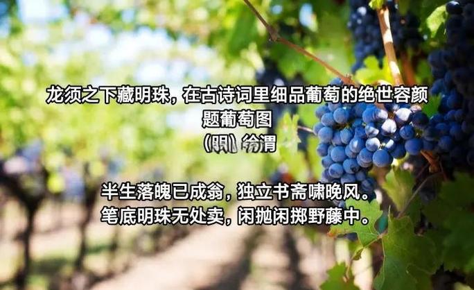 葡萄全本阅读器