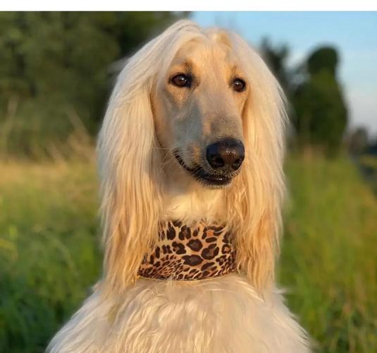 阿富汗犬