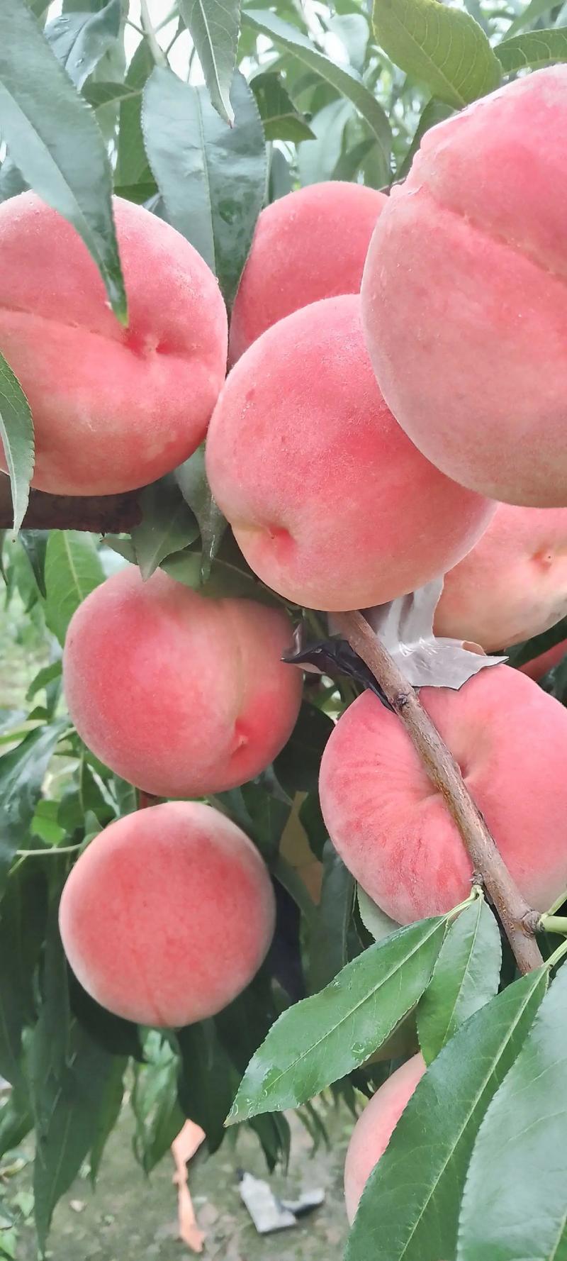 蜜桃优选
