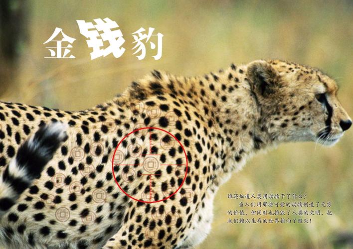 金钱豹看广告