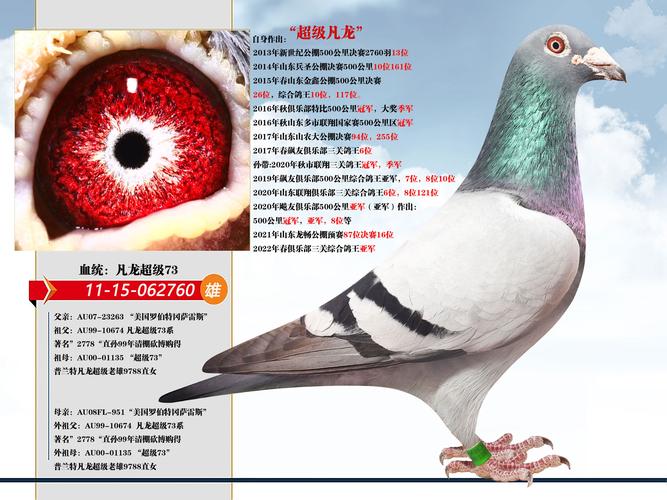 凡龙信鸽特点图标