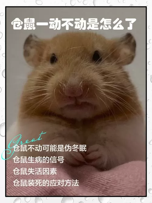 仓鼠一动不动但是还活着图标