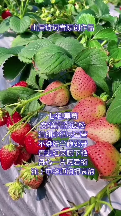 小草莓阅读免费版