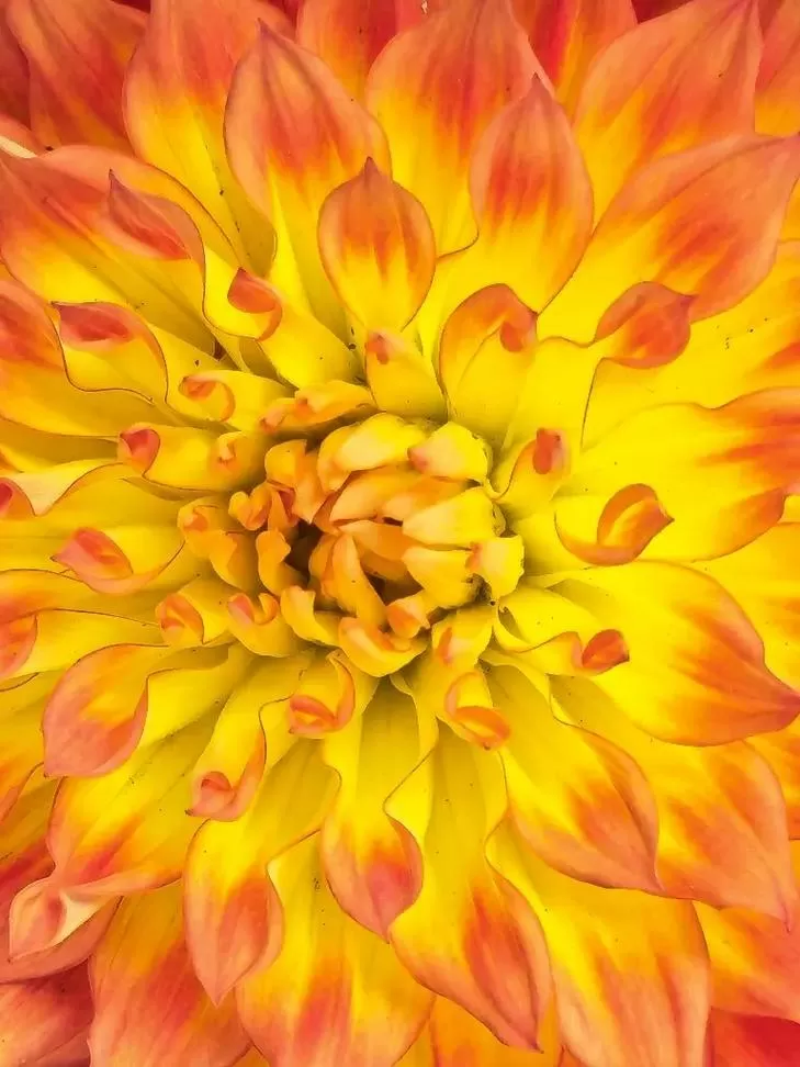 花蕊视频