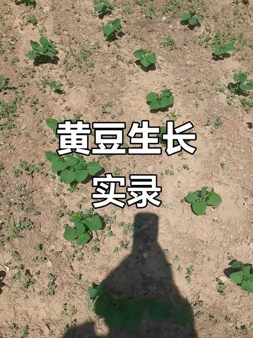 大豆视频